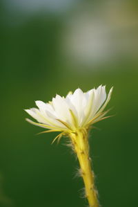 Close-up of white flower against gray background