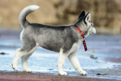 Dog looking away