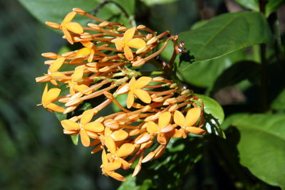 Close-up of yellow flowering plant