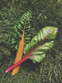 High angle view of plant on field