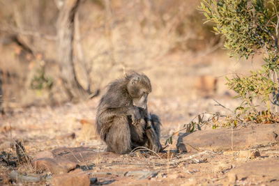 Lion sitting on land