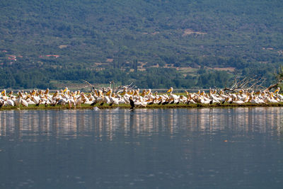 Scenic view of lake