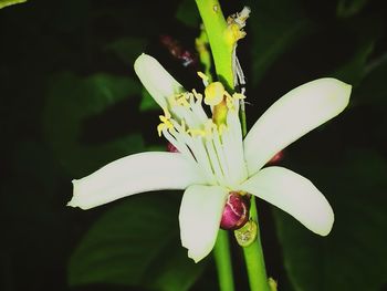 Close-up of insect on flower blooming outdoors