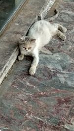 High angle portrait of cat relaxing on floor