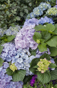 Close-up of fresh purple hydrangeas blooming in garden