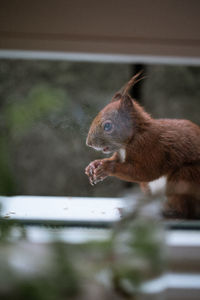 Close-up of squirrel