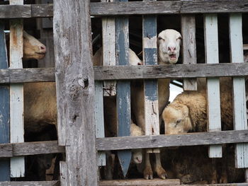 Portrait of dog by fence