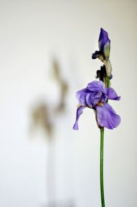 Close-up of iris blooming outdoors