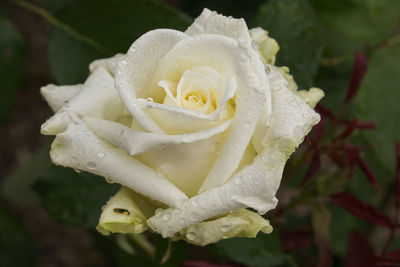 Close-up of wet rose