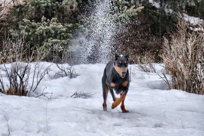 Doberman pinscher running on snowy field