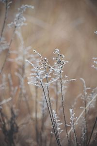 Close-up of frozen plants during winter