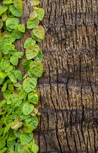 Full frame shot of ivy leaves growing on tree