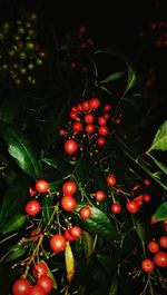 Close-up of red berries on tree