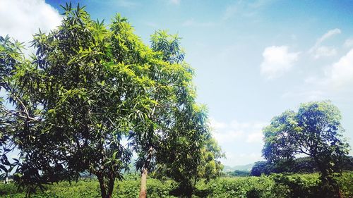 Low angle view of tree against sky