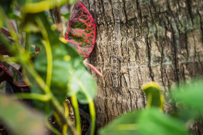 Close-up of tree trunk