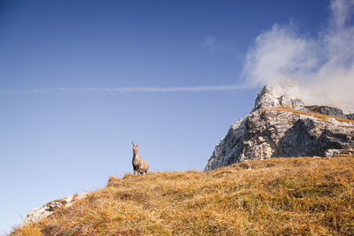 Ibex capra, haute-savoie, france