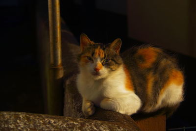 Close-up portrait of cat sitting on floor