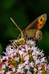 Close-up of butterfly pollinating on purple flower