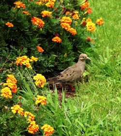 High angle view of bird perching on flower in field