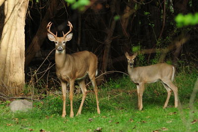 Deer standing in a field