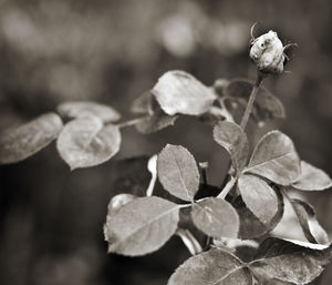 Close-up of leaves on plant