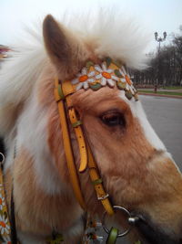 Close-up of white horse