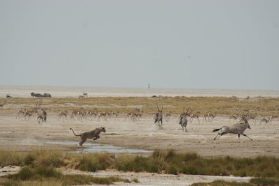 Flock of birds on field