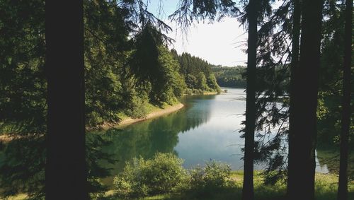 Reflection of trees in lake