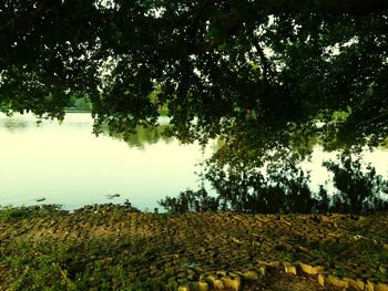 Trees on field by lake against sky