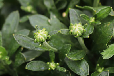 Close-up of insect on leaves