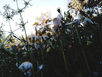 Close-up of flowering plants on field
