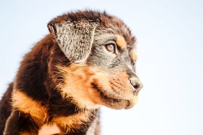 Close-up of a dog looking away against white background