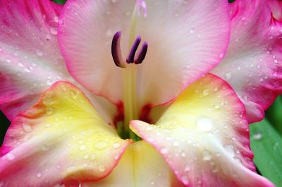 Macro shot of pink day lily