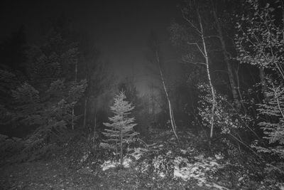 Trees in forest during winter