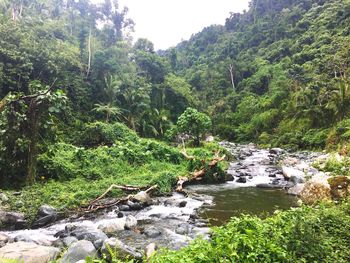 Scenic view of river in forest against sky