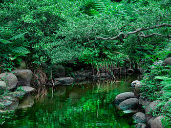 Scenic view of lake in forest