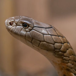 King cobra head