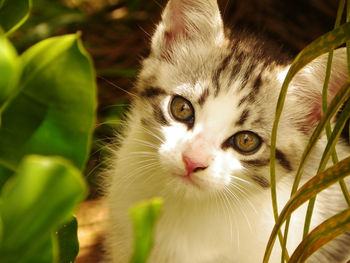 Close-up portrait of cat