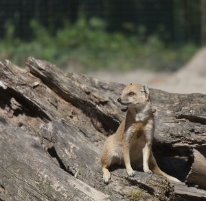 Meerkat on tree trunk