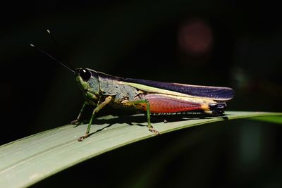 Grasshopper in natural forest