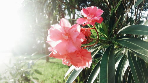 Close-up of pink flowers blooming outdoors