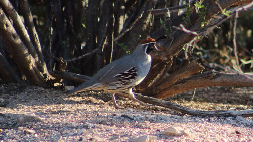 Close-up of bird