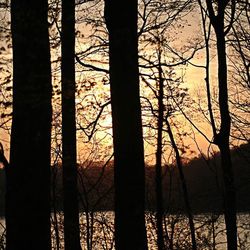 Silhouette of trees at sunset