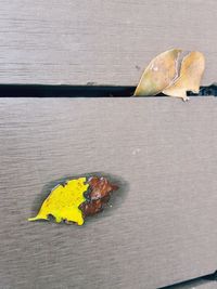 High angle view of yellow leaf on table