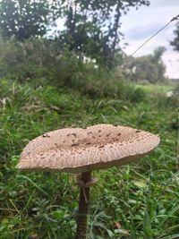 Close-up of mushroom growing on field