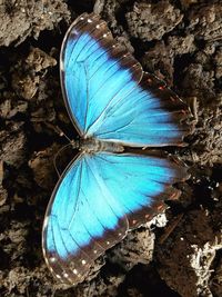 Close-up of blue butterfly