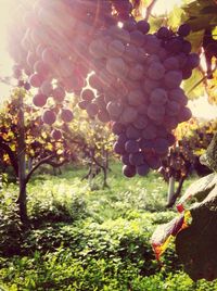 Close-up of grapes in vineyard