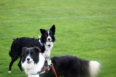 Portrait of dog on field