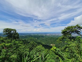 Plants growing on land against sky