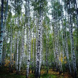 Low angle view of trees in forest